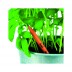LÁPIS SPROUT™