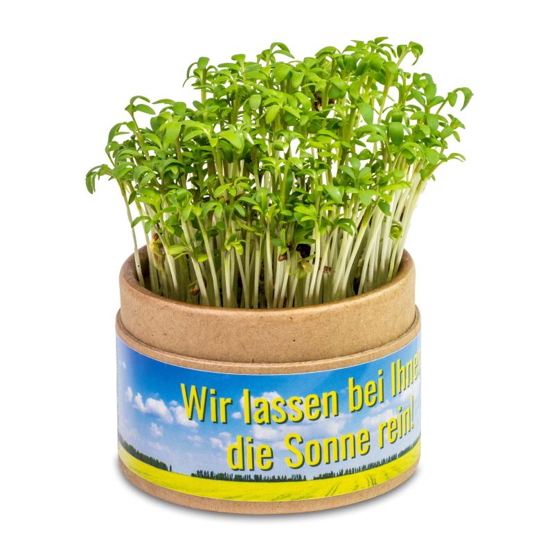 Planta-copo