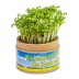 Planta-copo