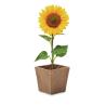 Vaso Sunflower Kit